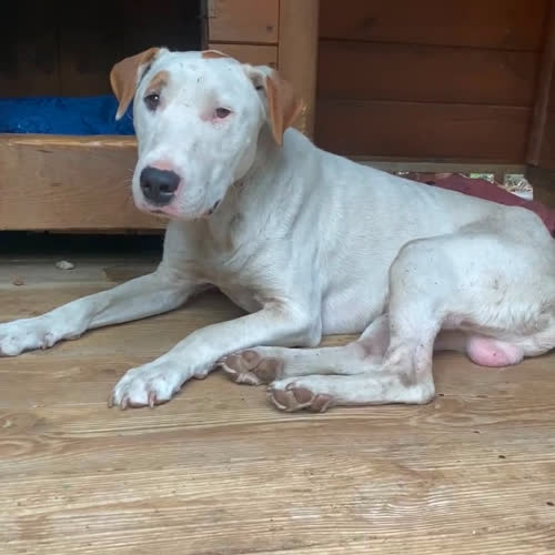Psy ze schroniska do adopcji Bosman