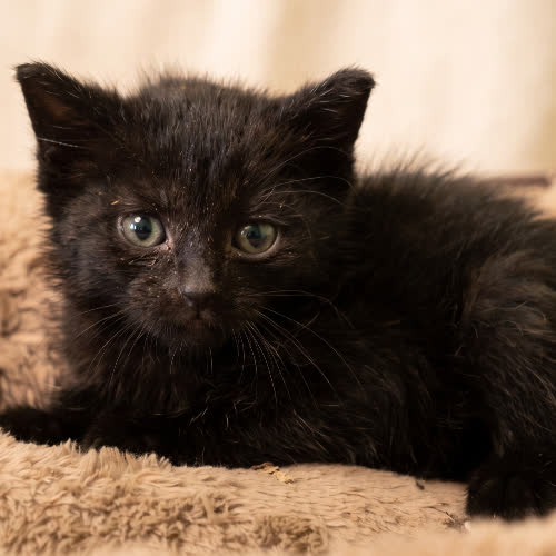 Koty ze schroniska do adopcji NERW
