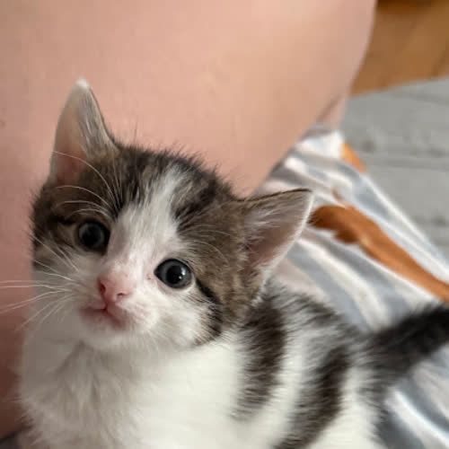 Koty ze schroniska do adopcji Iskierka 