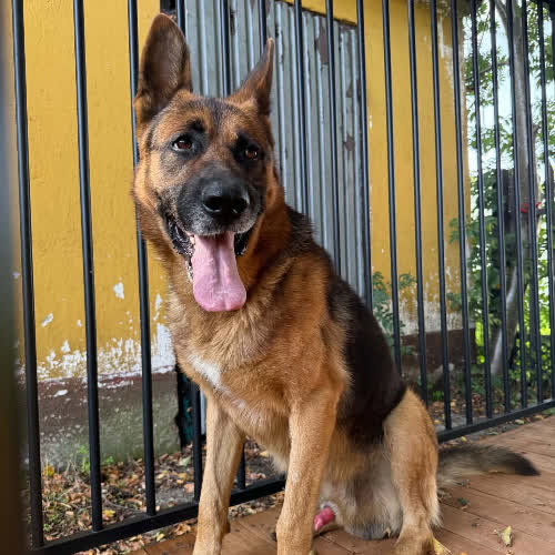 Psy ze schroniska do adopcji Owczarek Kompromis