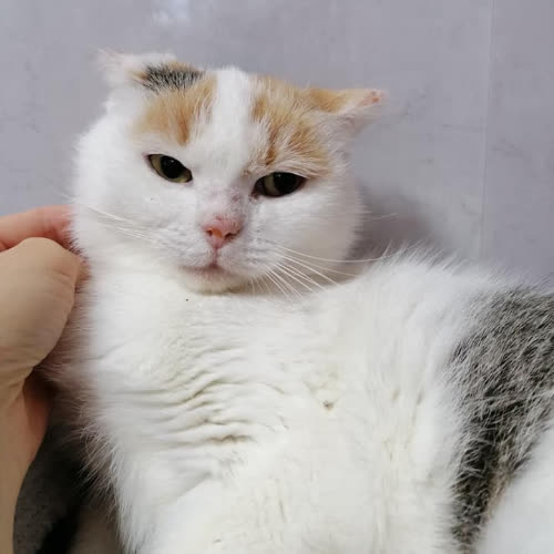 Koty ze schroniska do adopcji Sushi