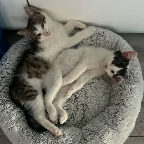 Koty ze schroniska do adopcji Nela i Oreo 