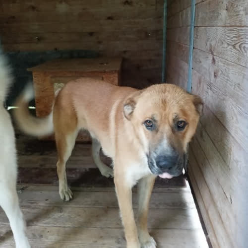 Psy ze schroniska do adopcji Caramello