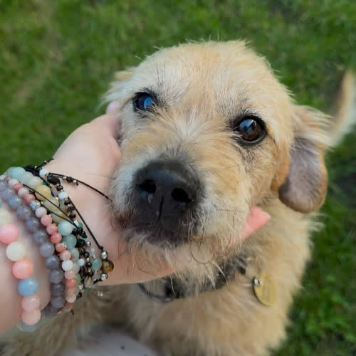 Psy ze schroniska do adopcji Bigos