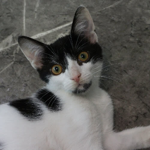 Koty ze schroniska do adopcji Elfik 