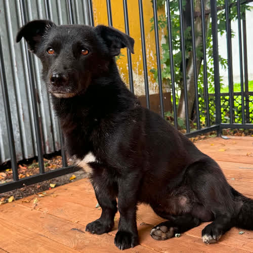 Psy ze schroniska do adopcji Krecik 