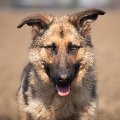 Psy ze schroniska do adopcji RATAJ