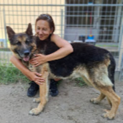 Psy ze schroniska do adopcji Baster