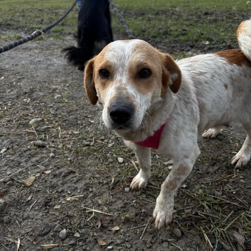 Psy ze schroniska do adopcji Łatka