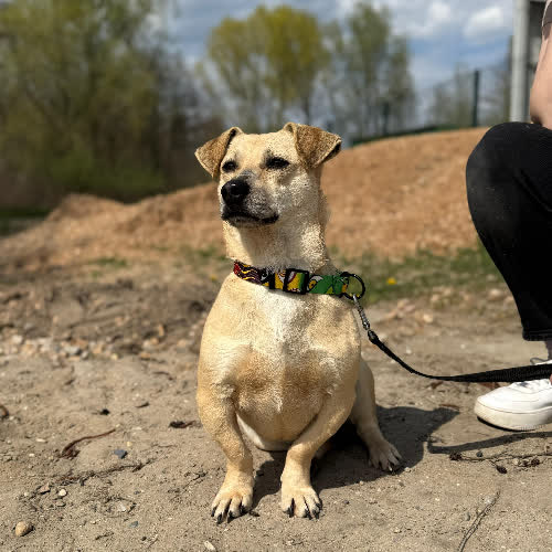 Psy ze schroniska do adopcji Białek
