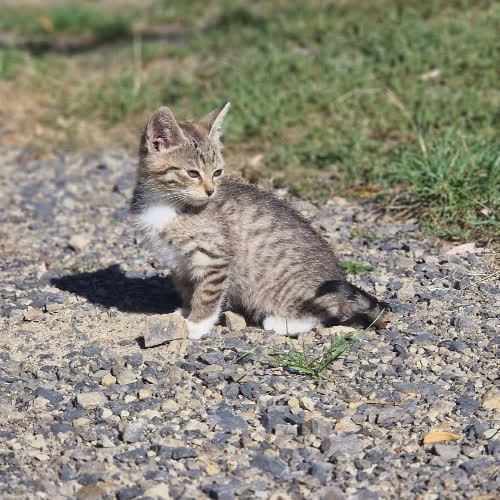 Koty ze schroniska do adopcji Calineczka 
