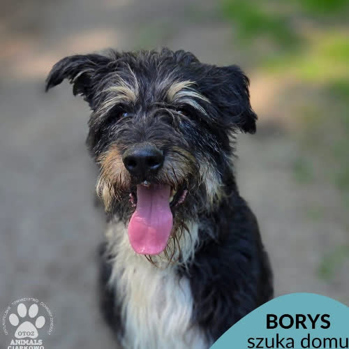 Psy ze schroniska do adopcji Borys
