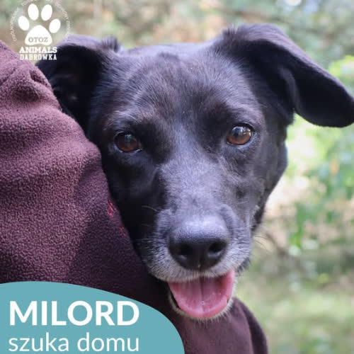 Psy ze schroniska do adopcji Milord