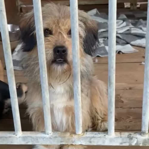 Psy ze schroniska do adopcji Igi