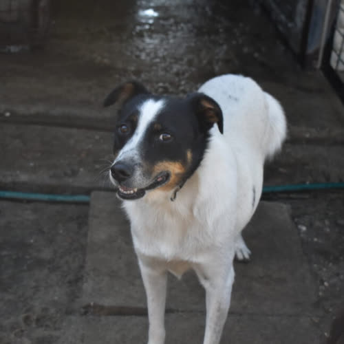 Psy ze schroniska do adopcji Żagiel
