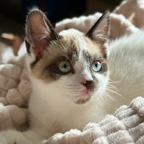 Koty ze schroniska do adopcji Koty do adopcji