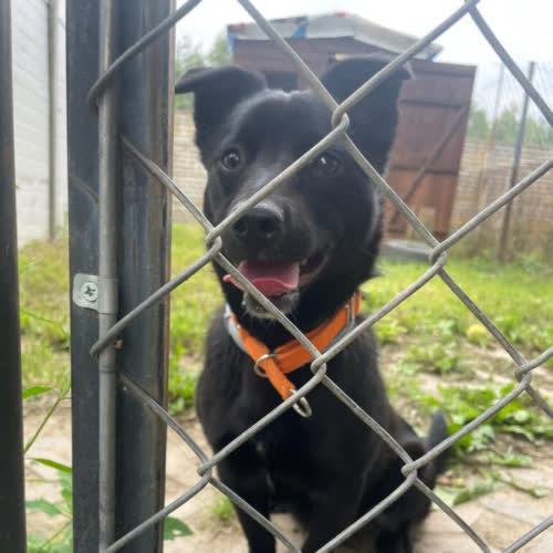 Psy ze schroniska do adopcji Grafi