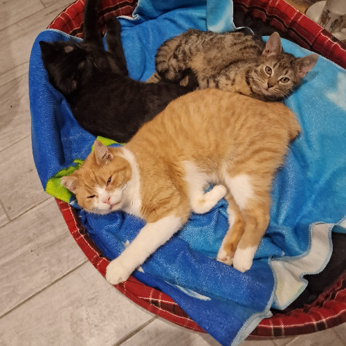 Koty ze schroniska do adopcji Gustaw