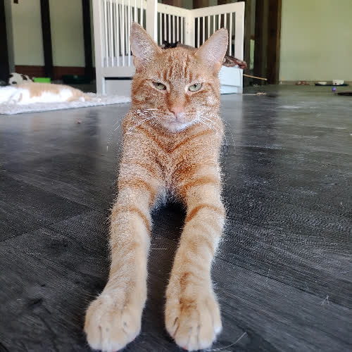 Koty ze schroniska do adopcji Jaskier