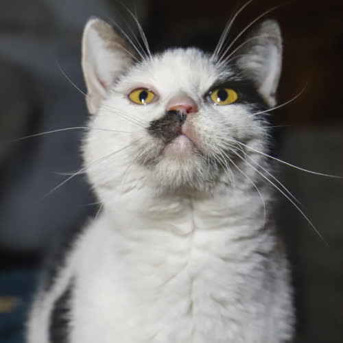 Koty ze schroniska do adopcji Bozik 