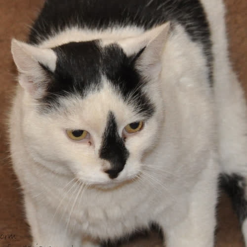 Koty ze schroniska do adopcji Sztorm