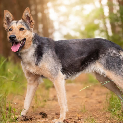 Psy ze schroniska do adopcji Mądra SHIMANA