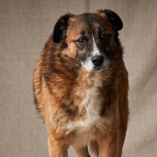 Psy ze schroniska do adopcji KODŻAK