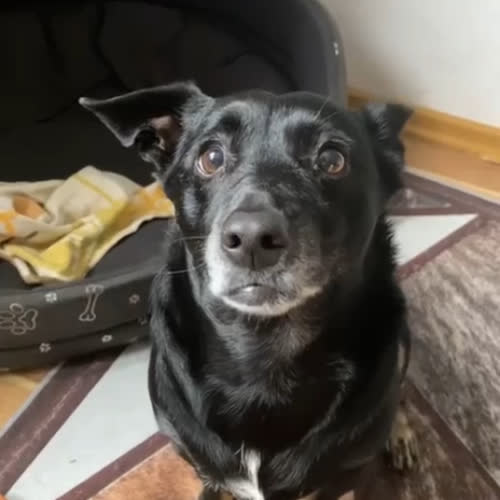 Psy ze schroniska do adopcji Donia
