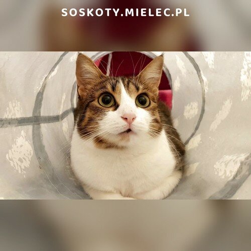 Koty ze schroniska do adopcji Irenka