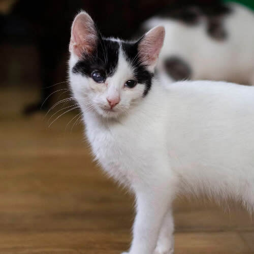 Koty ze schroniska do adopcji Yakuza