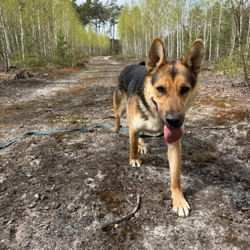 Psy ze schroniska do adopcji Obel