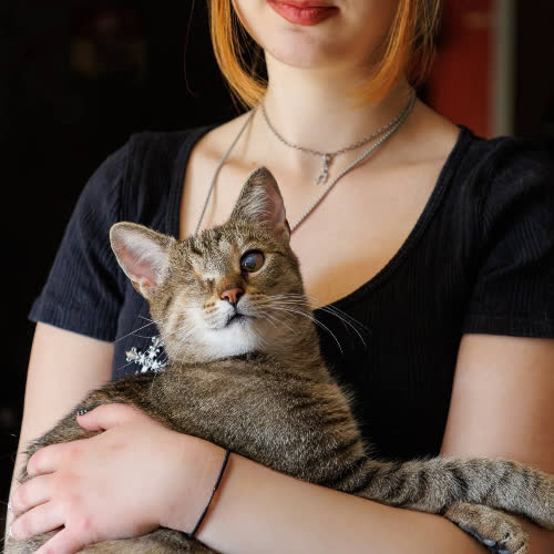 Koty ze schroniska do adopcji Safirka