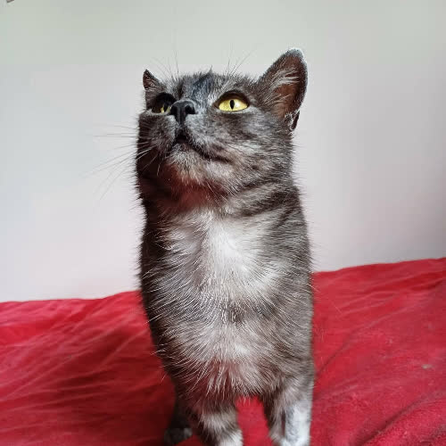 Koty ze schroniska do adopcji Trufla