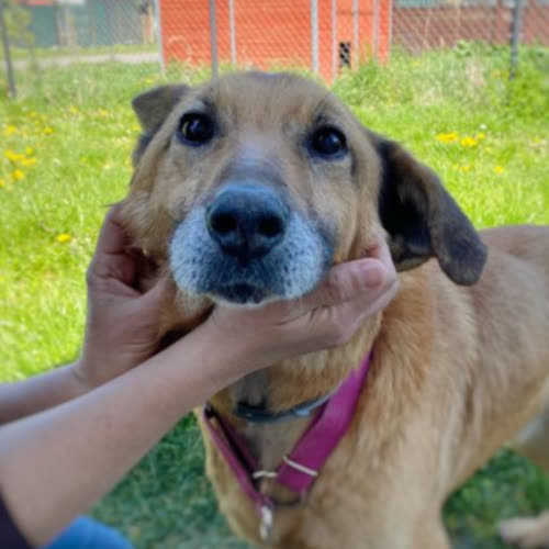 Psy ze schroniska do adopcji Lonio