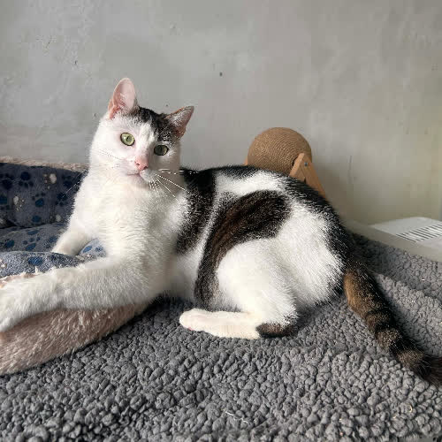 Koty ze schroniska do adopcji Ben