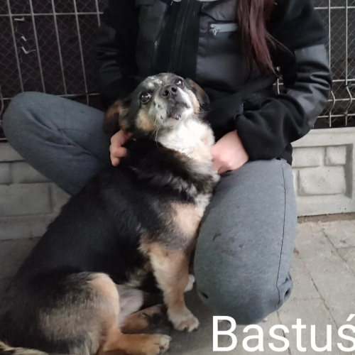 Psy ze schroniska do adopcji Bastuś