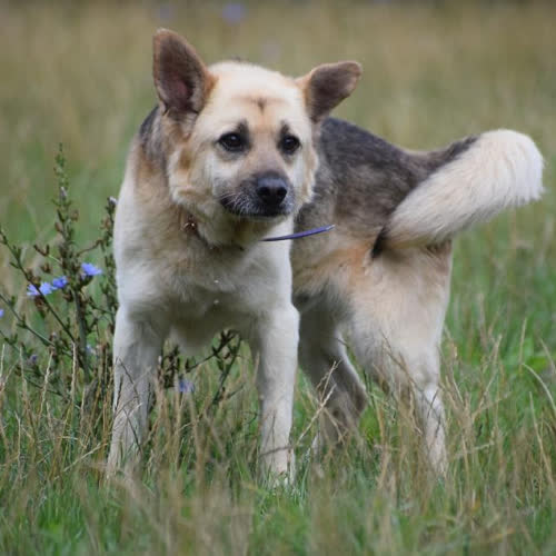Psy ze schroniska do adopcji Pan Pazurek