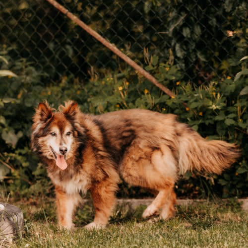 Psy ze schroniska do adopcji Waldzio