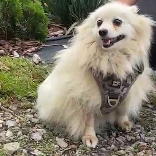 Psy ze schroniska do adopcji Sisi