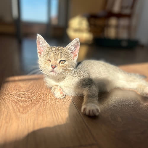 Koty ze schroniska do adopcji Bez oczka Aura