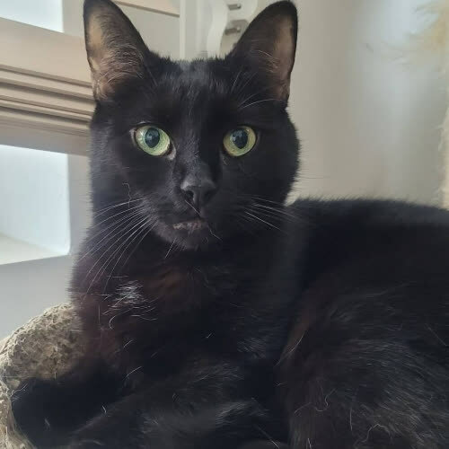 Koty ze schroniska do adopcji Miśka