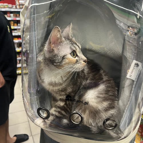 Koty ze schroniska do adopcji Pasha