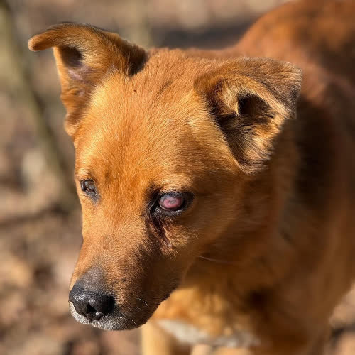 Psy ze schroniska do adopcji Edzio
