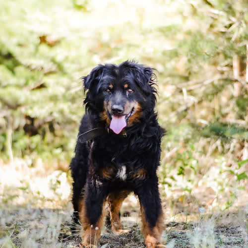 Psy ze schroniska do adopcji Jożin