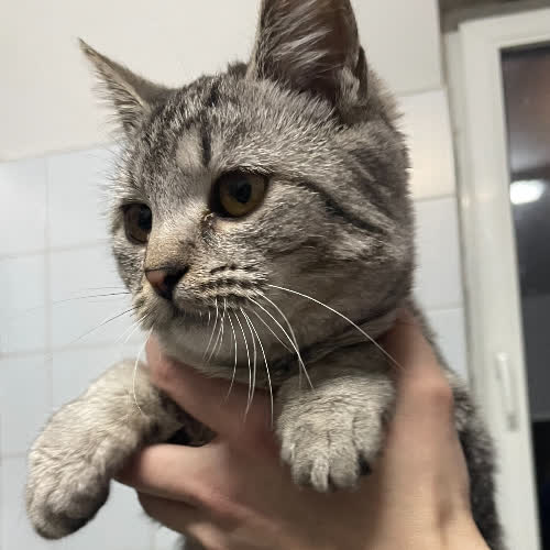 Koty ze schroniska do adopcji Lidia2