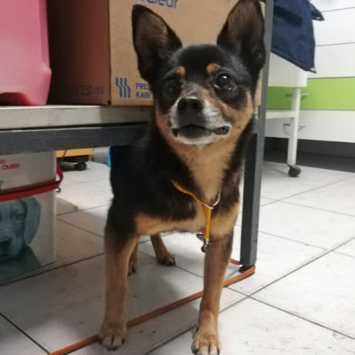 Psy ze schroniska do adopcji Sonia