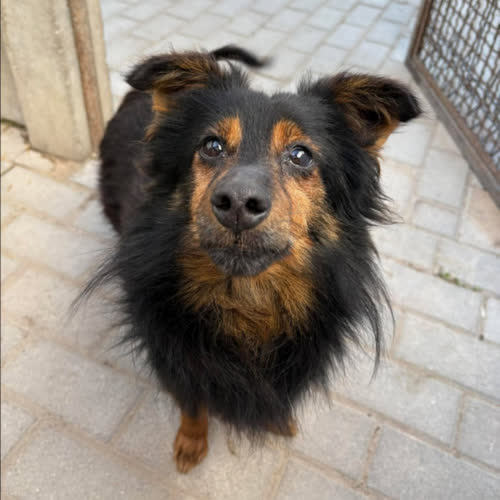 Psy ze schroniska do adopcji PIOTRUŚ