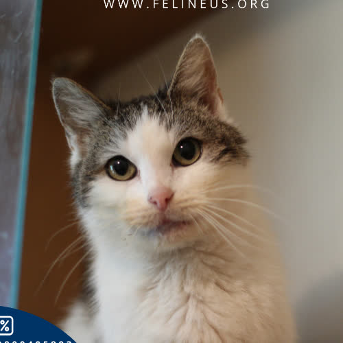 Koty ze schroniska do adopcji Martynka