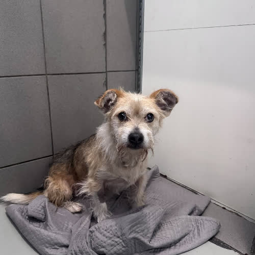 Psy ze schroniska do adopcji Tomuś
