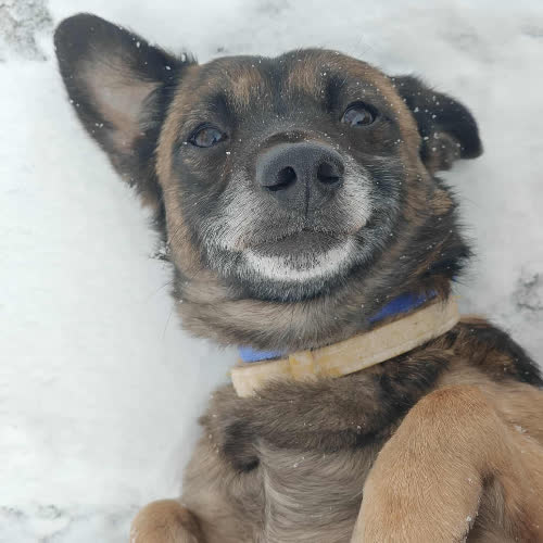 Psy ze schroniska do adopcji Jaśko